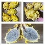Análisis de las mejores semillas de pitahaya para dar un toque exótico a tus creaciones de sushi