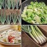 Análisis y comparativa: descubre las mejores cebolletas chinas para tu sushi