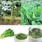 Comparativa de las mejores verduras asiáticas para preparar sushi: ¡Agrega sabor y color a tus rollos!