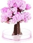 Guía de productos para un Hanami perfecto: disfruta del mejor sushi bajo los sakura