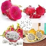 Semillas de Pitahaya: El toque exótico para tus creaciones de sushi - Análisis y comparativa de las mejores opciones
