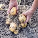 Patata vegetal en el sushi: Análisis y comparativa de los mejores productos