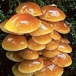 Guía de compra: Pholiota Nameko, el ingrediente estrella en sushi