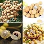 Análisis y comparativa de los mejores productos sobre sushi con ojo de dragón fruta: ¡Descubre una explosión de sabores exóticos!
