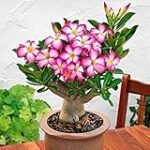 Análisis y comparativa: Descubre las delicias del sushi en White Lotus Guadalajara