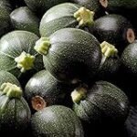 Las mejores verduras exóticas para tu sushi: Análisis y comparativa de productos imprescindibles